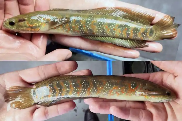 七星鱼多少钱一斤酷似泥鳅的小鱼