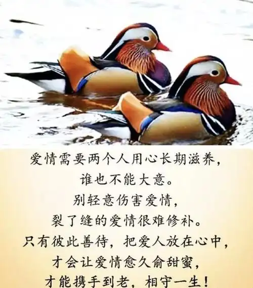 夫是妻的靠山妻是夫的财富请好好珍惜这辈子来之不易的缘份