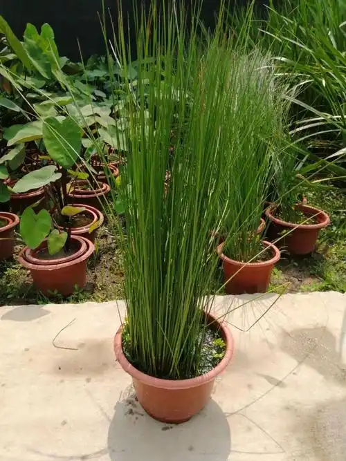 灯心草苗木种子种植图片_批发价格_功效-怡林鸟苗木花卉供应信息