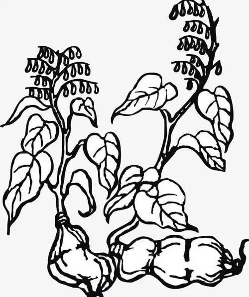 中草药简笔画和说明彩色中草药简笔画草药种类简笔画中药材简笔画中