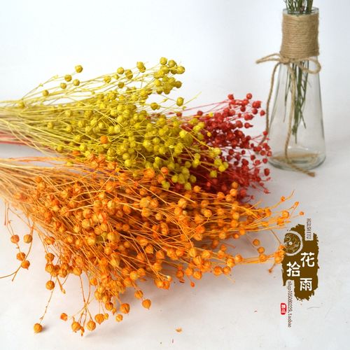 天然干花真花相思豆相思果客厅装饰花拍摄道具唯美干花仿真花