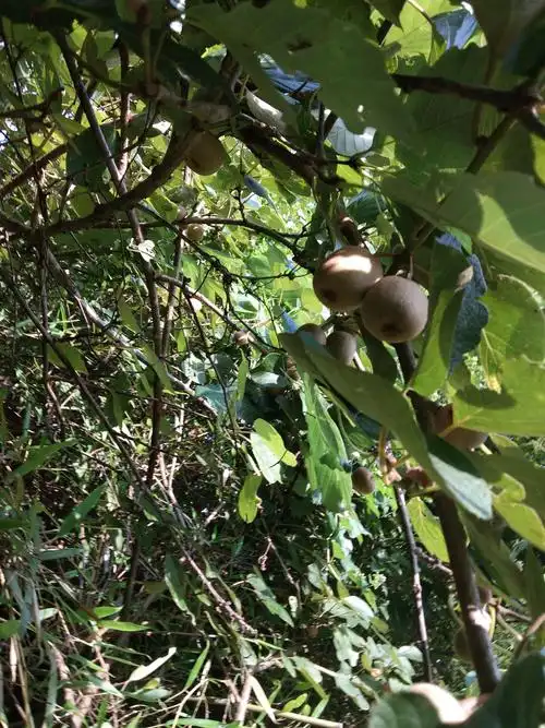 大别山杨桃~野生粥猴桃