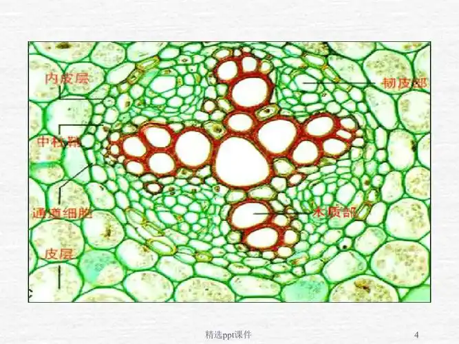 单子叶植物的解剖结构