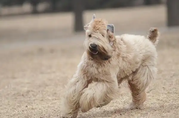 与众不同性格坚定但富有攻击性的软毛麦色梗奥斯卡
