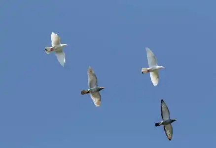 赛鸽群在蓝天的映衬下飞翔照片