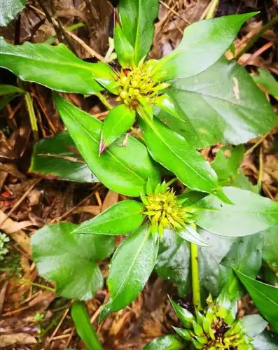 挖药遇见的太子参