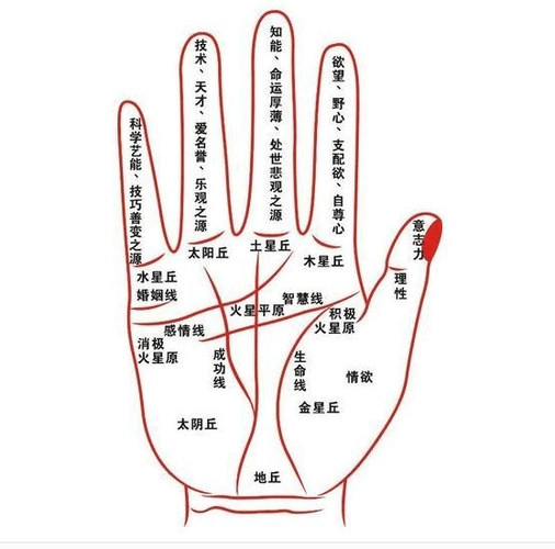 手相资料整理_word文档在线阅读与下载_免费文档