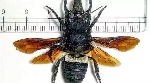 时隔近40年后再现!印尼发现世界最大蜜蜂华莱士巨蜂