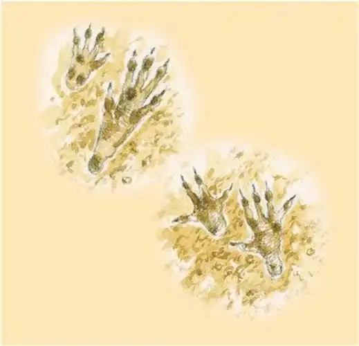 山羊的脚印像什么(山羊的脚印像什么图案)