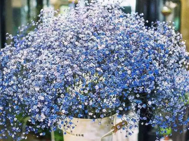 霞草叶子可以吃吗霞草花朵会变色的吗味道苦涩