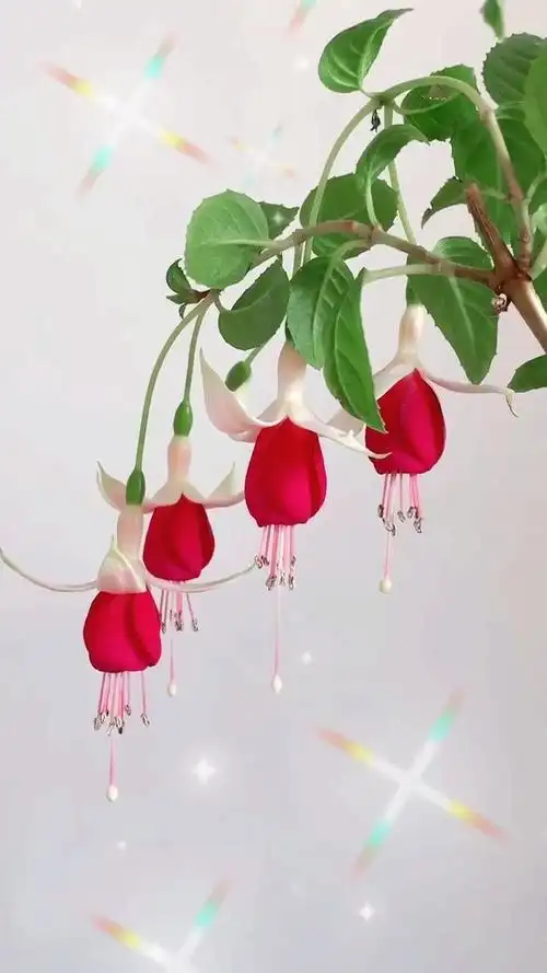 倒挂金钟#倒挂金钟,又名灯笼花,吊钟海棠,其花开即呈垂吊状,似一个个