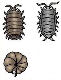 有意思的西瓜虫