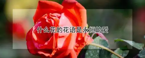 什么花的花语是永恒的爱