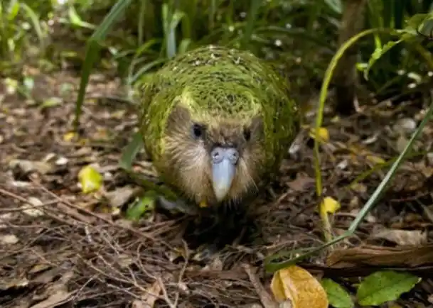 世界上四大最笨的动物,自己就能玩死自己