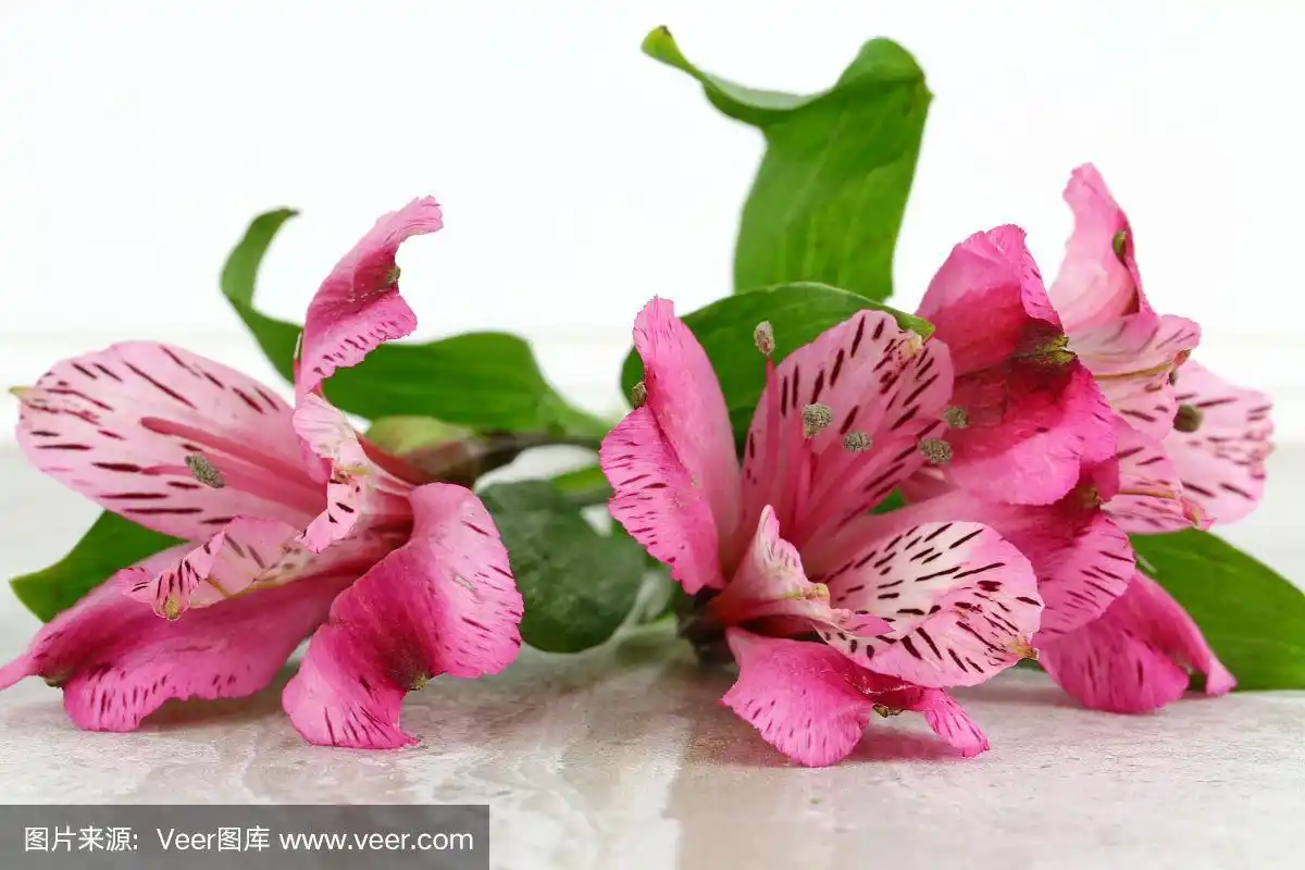 六出花,粉色,美,水平画幅,无人