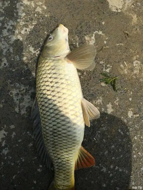 晒晒今天战果 龙王恨饵料钓鲤鱼