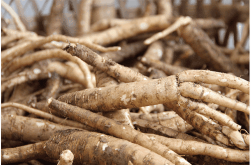 「供销药材通」南北沙参来源功效均不同,对症用药疗效更好!