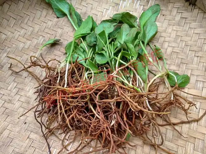 康中尊贵州新鲜蛇吐须500g野生一支箭中草药原材料材蛇咬子青藤瓶尔