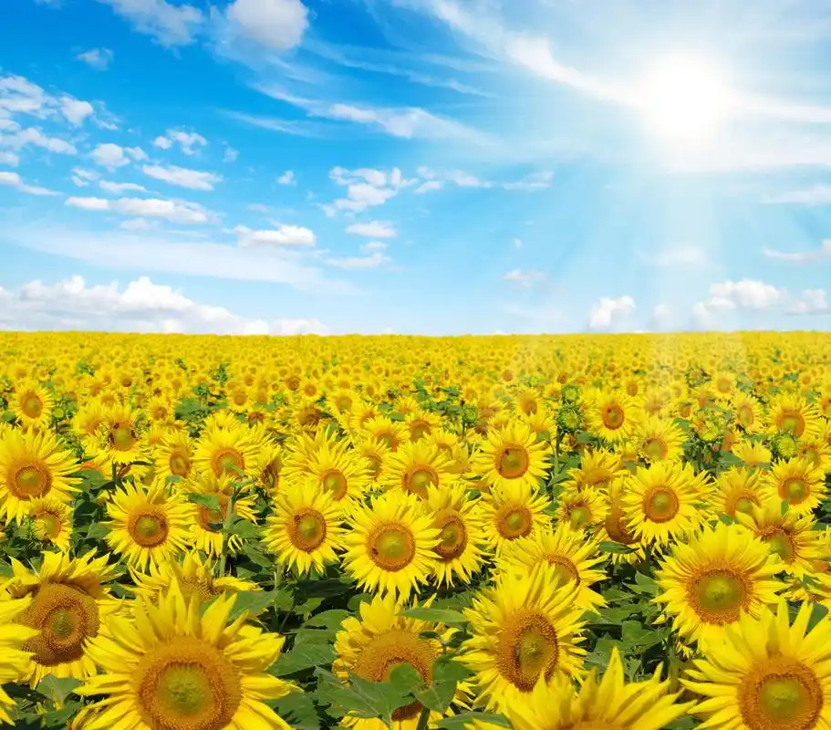 向日葵和太阳在蔚蓝的天空希望