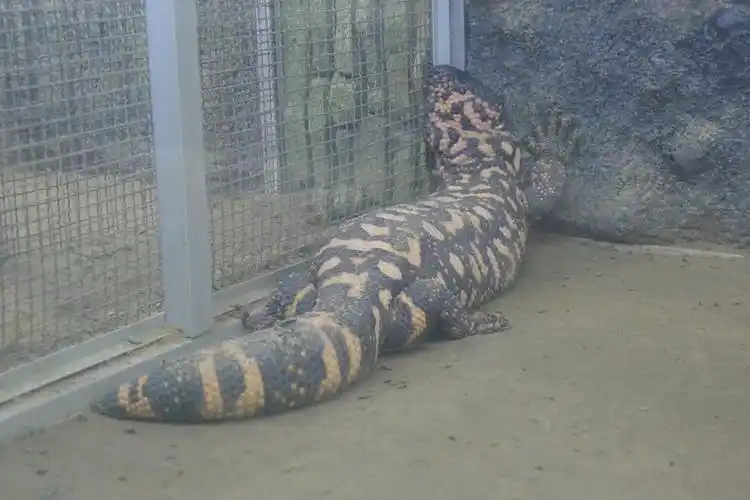 北京动物园之两栖动物爬行馆