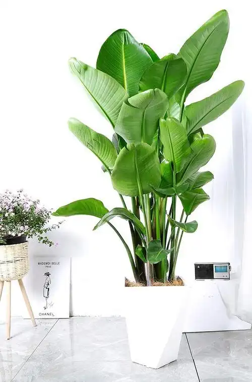 天堂鸟是最近几年,刚刚兴起的网红绿植.