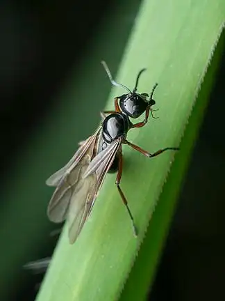 有翅膀的黑犀牛蚂 i>蚁 /i>近照