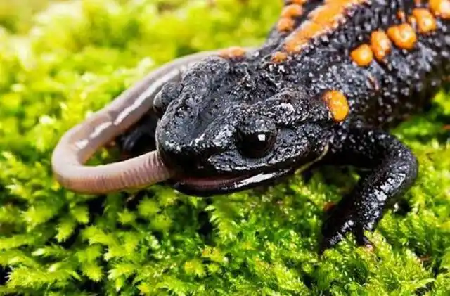 家养的黑色蝾螈是不是有毒?