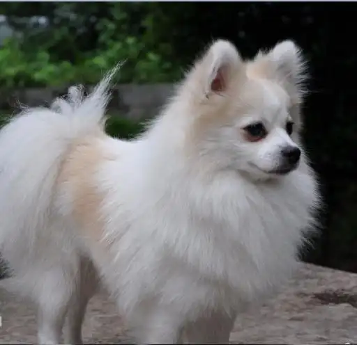 博美和德国狐狸犬的区别?