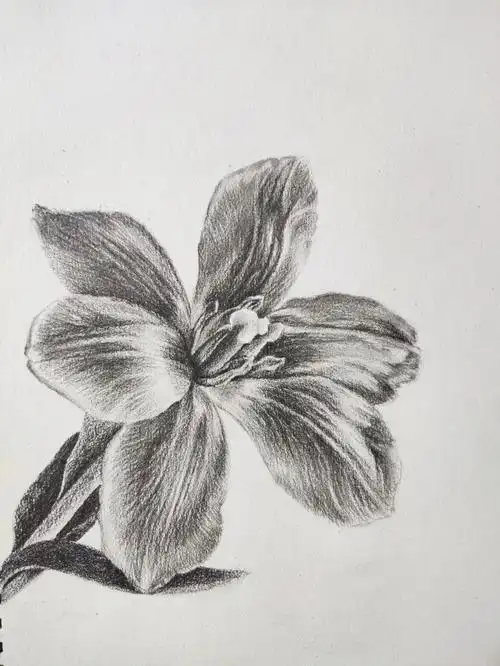 素描花卉步骤