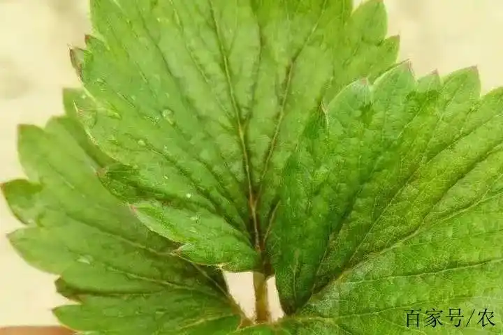 快来学下草莓蓟马防治技术