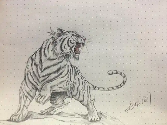 心有猛虎老虎一枚