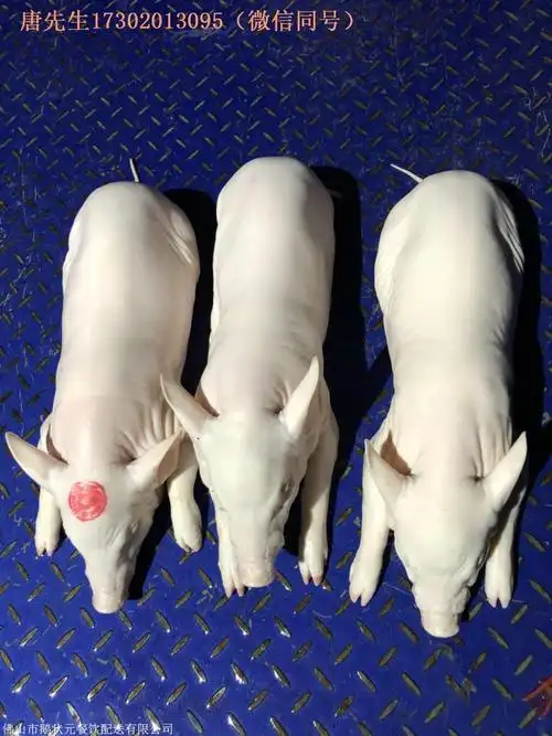 佛山乳猪批发大量供应