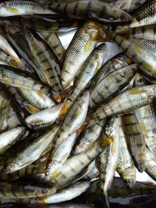 石斑鱼.俗话说,水至清则无鱼.