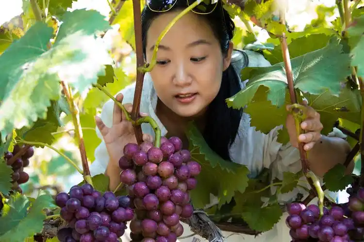 葡萄采摘节上的美女们(三) - 秦风汉韵 - 图虫