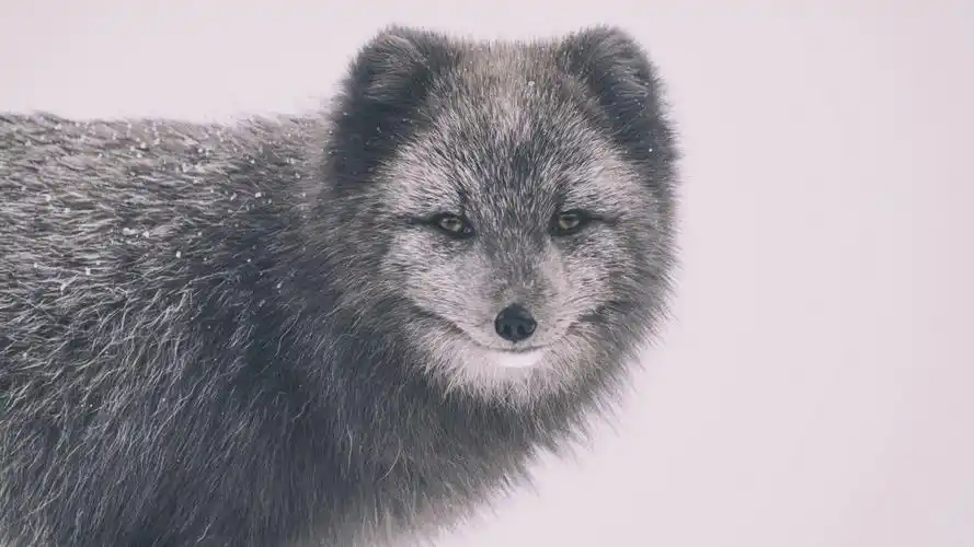 高清北极狐图片512