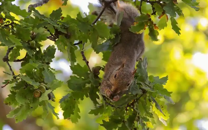 松鼠,树,橡树 壁纸