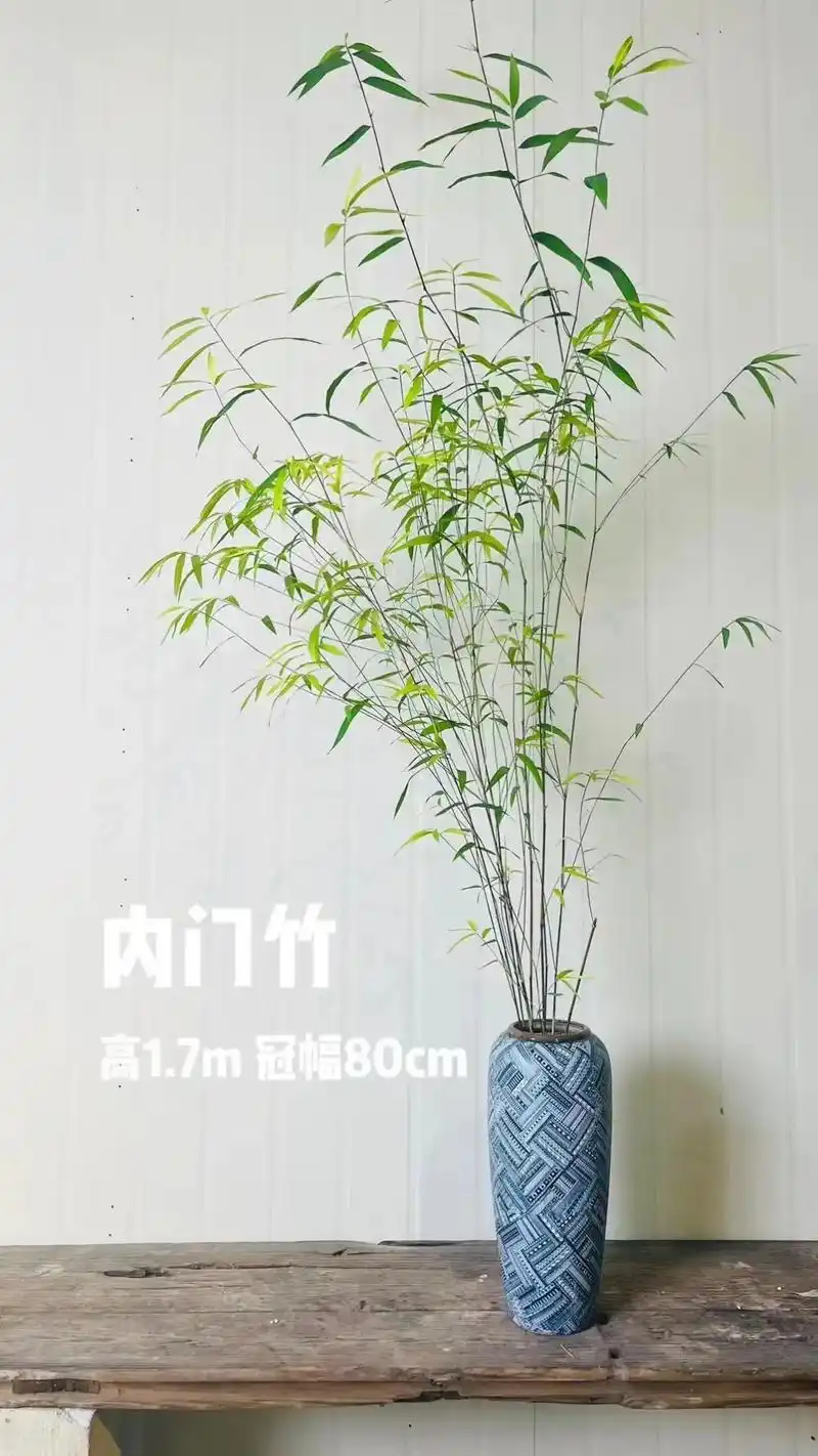 花卉绿植 #竹子 #盆栽 竹子盆栽,品种应 - 抖音
