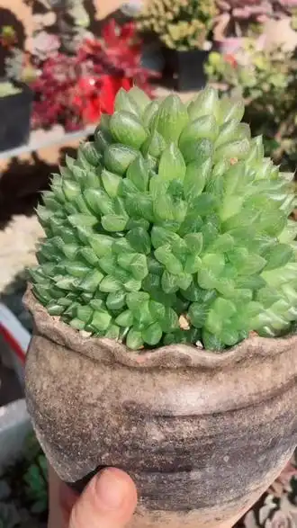 爆盆的雪花玉露