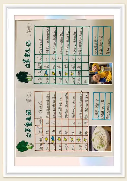 "水培植物"数学实践小研究