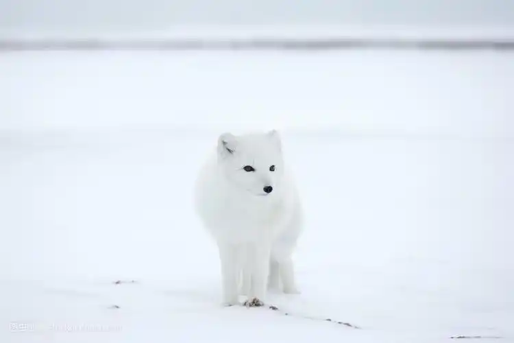故事:捡回受伤白狐悉心照顾,一月后它突然开说我60岁有场大灾