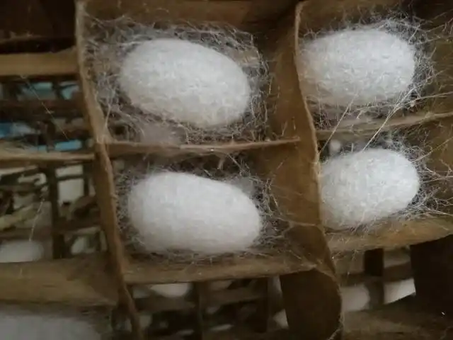 原来蚕茧是这样出来的而且蚕蛹竟然富含高蛋白