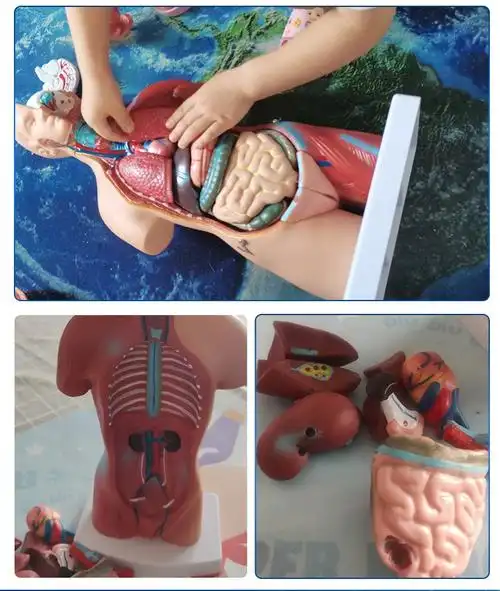 人体解剖模型器官可拆卸医学教学心脏内脏模型玩具躯干结构图 精品