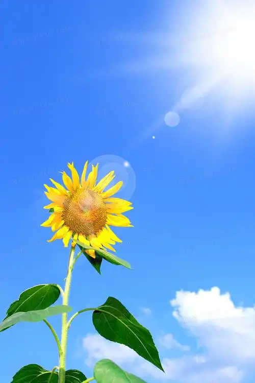 3543jpgpsd珍爱生命积极向上热爱生活向日葵阳光背景