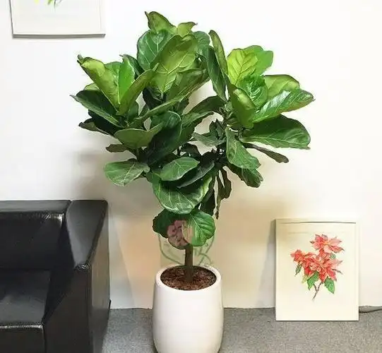 客厅最适合的盆栽植物室内四大植物好风水又好养