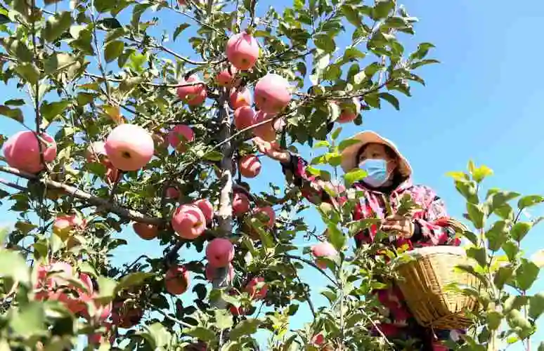 图片新闻|苹果丰收-国内新闻-水母网
