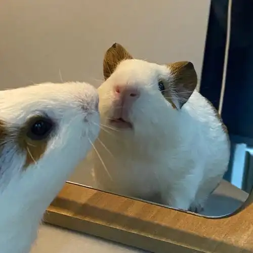 会照镜子的肥猪猪