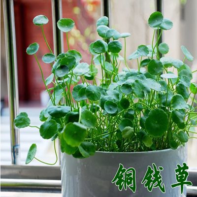 水培植物铜钱草金钱草带叶子室内水养花卉绿植盆栽办公四季好养活