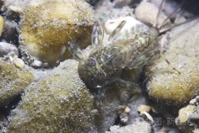 ecdyonurus 幼虫刮生物膜.河流栖息地.水下摄影