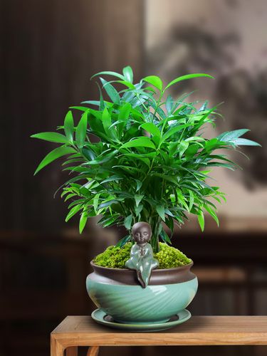 平安竹柏盆栽室内客厅清香长寿竹盆景净化空气四季常青驱蚊绿植.