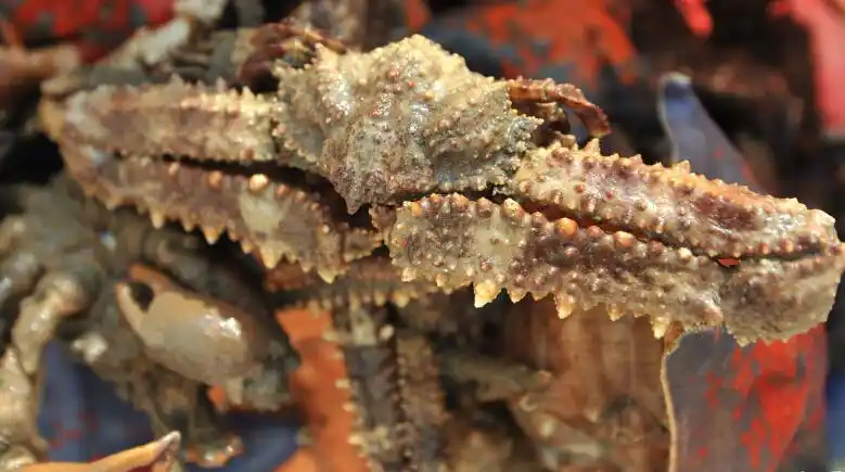 实拍青岛码头海鲜:1米长鳗鲡鱼百元一斤(图)_山东新闻_大众网